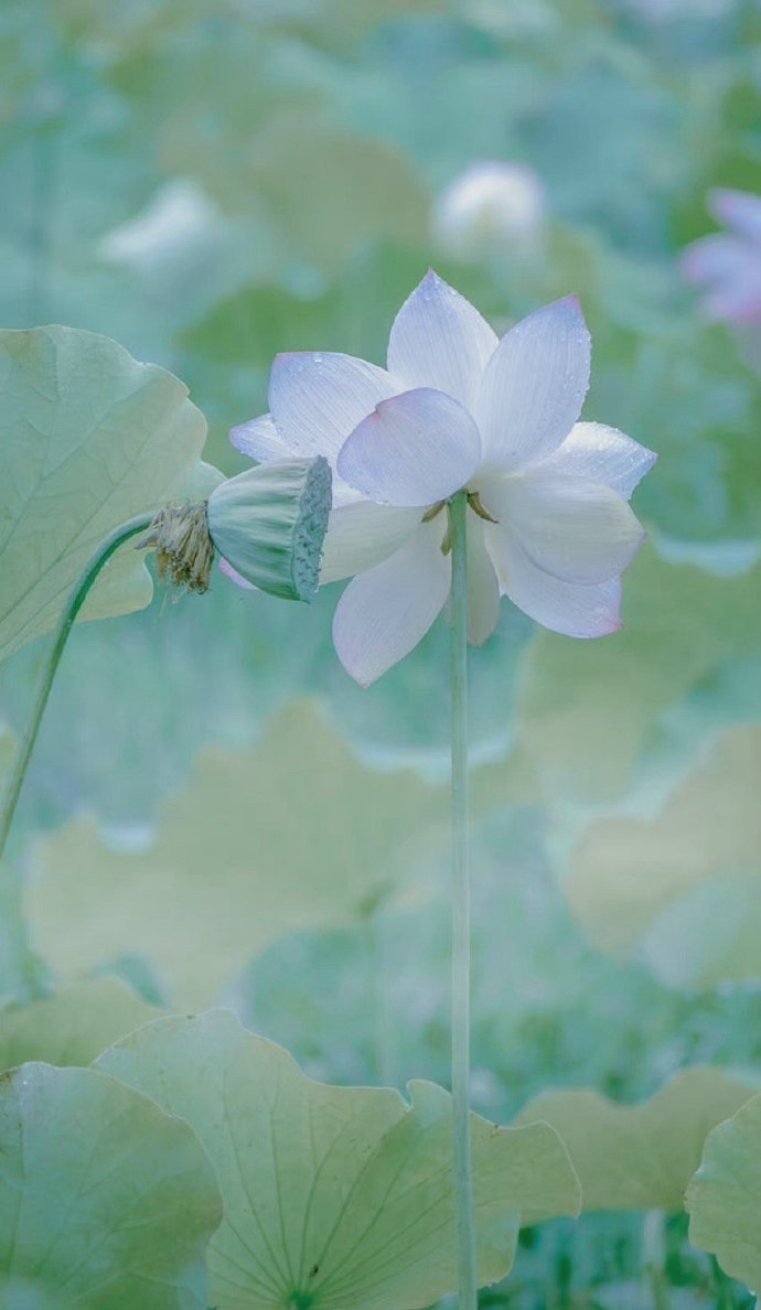 古人对各农历月份的别称也很好听呀——一月：首阳、芳岁、春阳、寅月、开岁二月：绀香