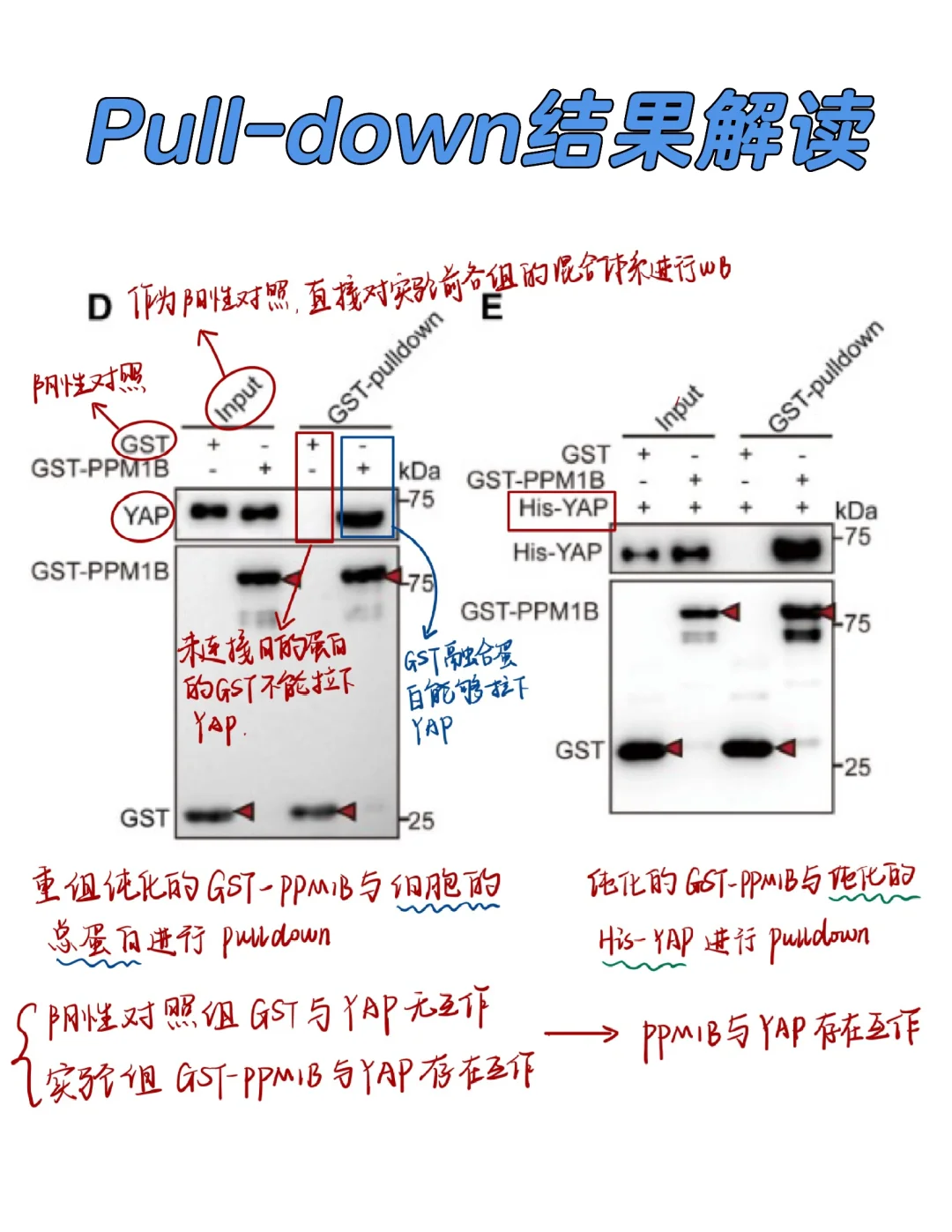 Pull-down结果怎么看❓