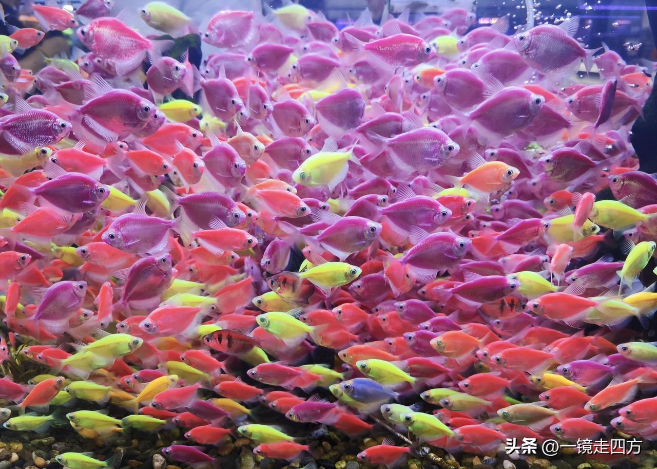 这也太拥挤了吧[捂脸]