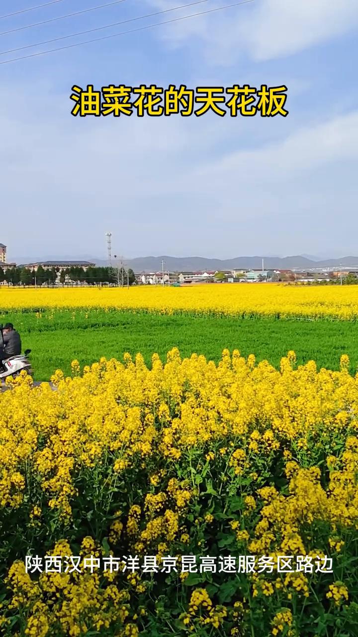 油菜花的天花板。
陕西汉中市洋县京昆高速服务区路边。