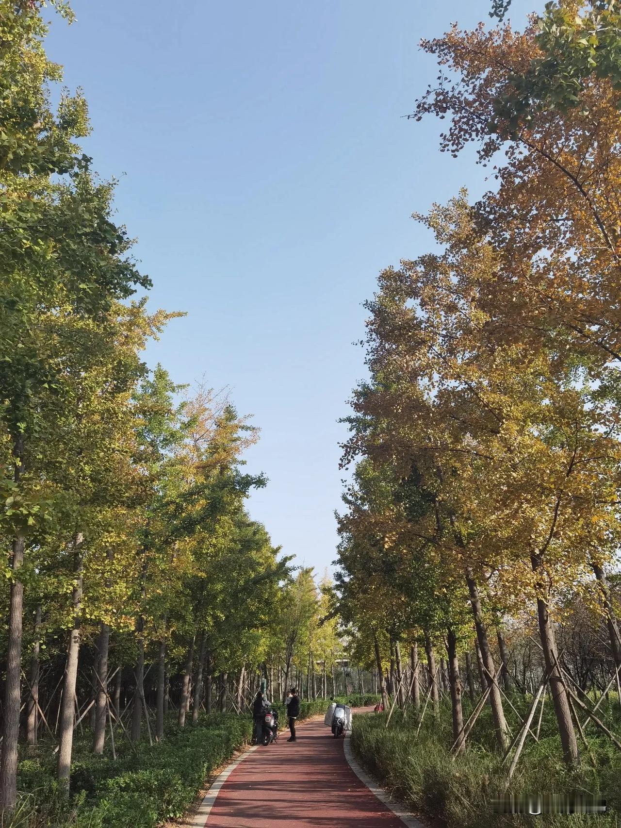 #随手记录秋日生活#
溜腿南水北调生态公园，步道上的银杏树叶子渐渐变黄了，不失一