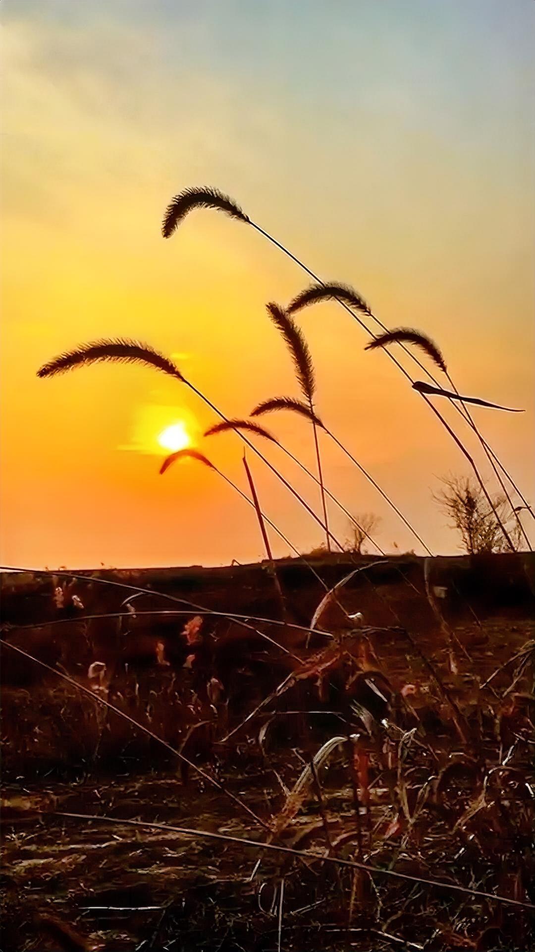 我不知如何形容这几天的天气，冬日里灰濛濛的天，已回到春回大地，春暖花开的季节！