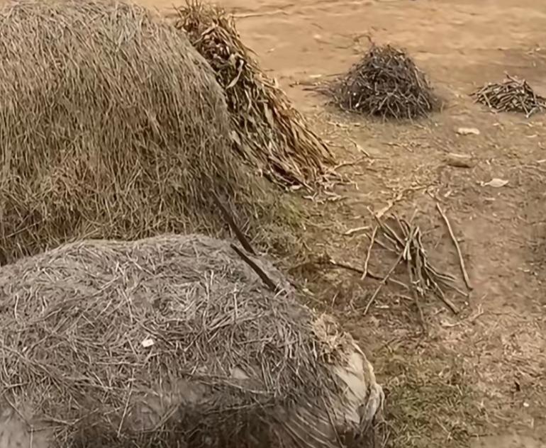 一堆干草捆在地上，看起来要拿去喂牲口。这个场景还有印象吗？这个场景就是躲毛毛和练
