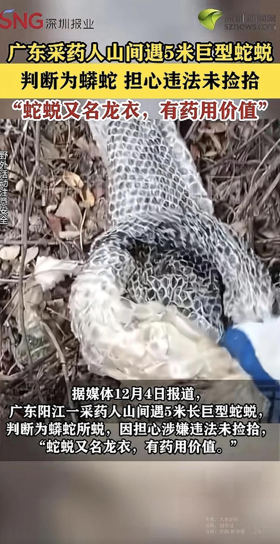 广东一位采药人在山里发现了一样“大家伙”——一条将近5米长的巨大蛇蜕，躺在树林的