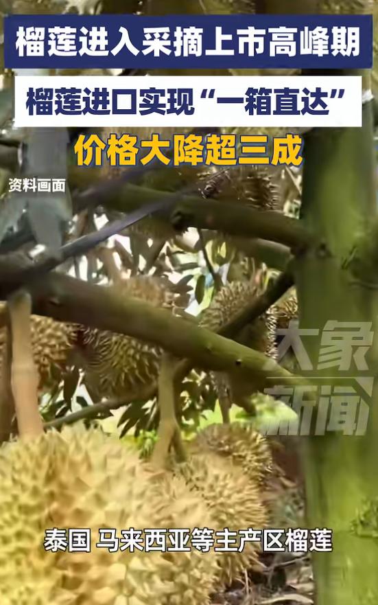 "榴莲自由" 真的来了！2026 年 4 月 28 日东南亚榴莲进入采收旺季，中