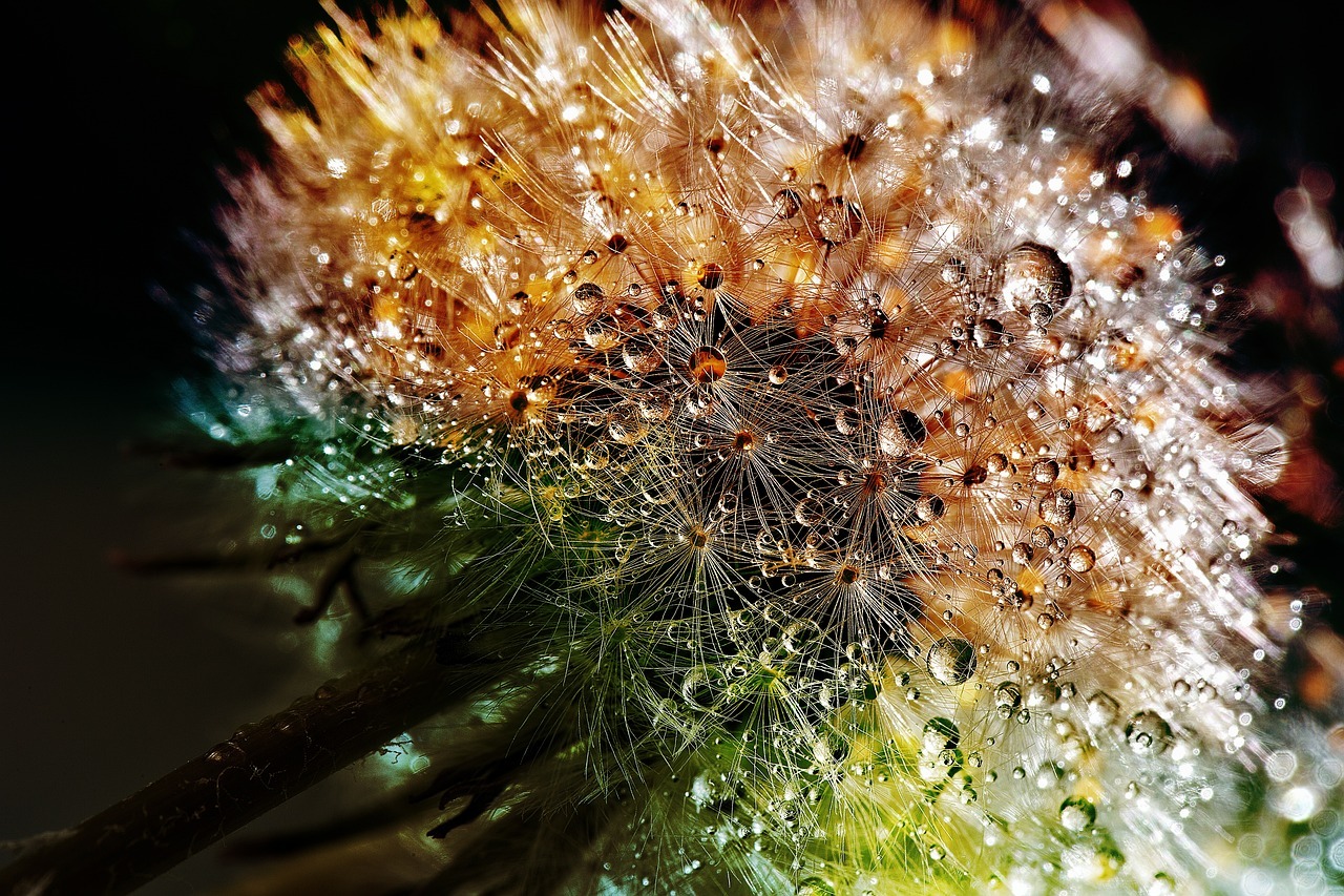叶尔羌河生态输水的窗口期，无人机把梭梭、红柳籽种抛到沙漠边缘。梭梭遇水约2小时萌