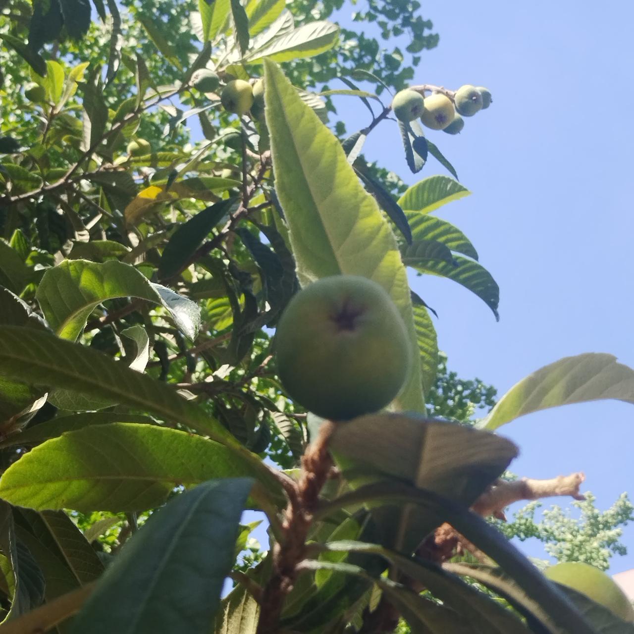 多年后，婆婆终于扬眉吐气了。

老家的院子里，梧桐树枝繁叶茂，遮住了大半片骄阳。