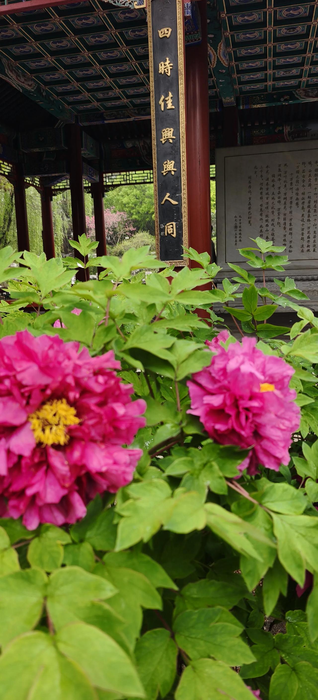 ，什么花都行