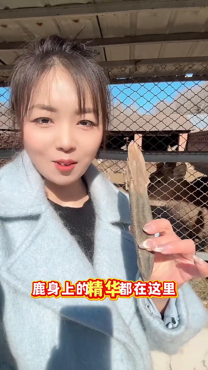 老话讲阴血聚于尾，鹿身上的精华都在这里。鹿尾巴可比鹿茸更难得，这么一只可以吃很多