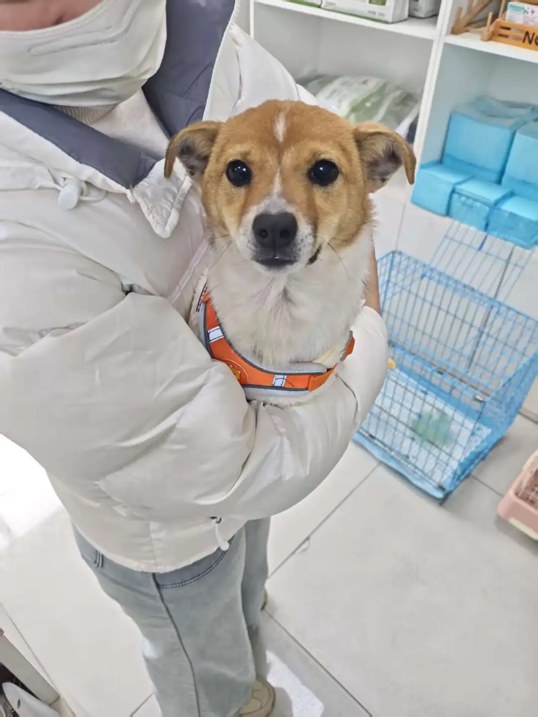 🇨🇦多伦多小体型田园犬妹妹找家