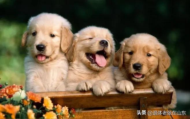 1亿只，这个数字吓着你没有！你知道说的这个1亿只是什么吗？是狗，人类的朋友。现在