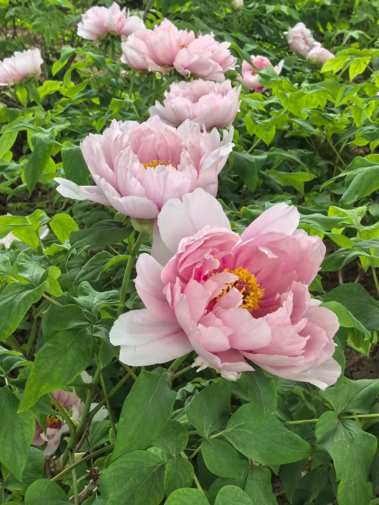 晒出你的随手拍花朵可能有的会觉得我们这里封建，迷信，但是每年的清明节前，我妈都会