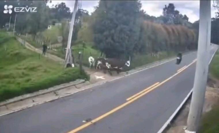 一人驾着摩托车，顺着大路行驶，一个丁字土路口冲出来几头牛，驾车人躲闪不及，车撞到