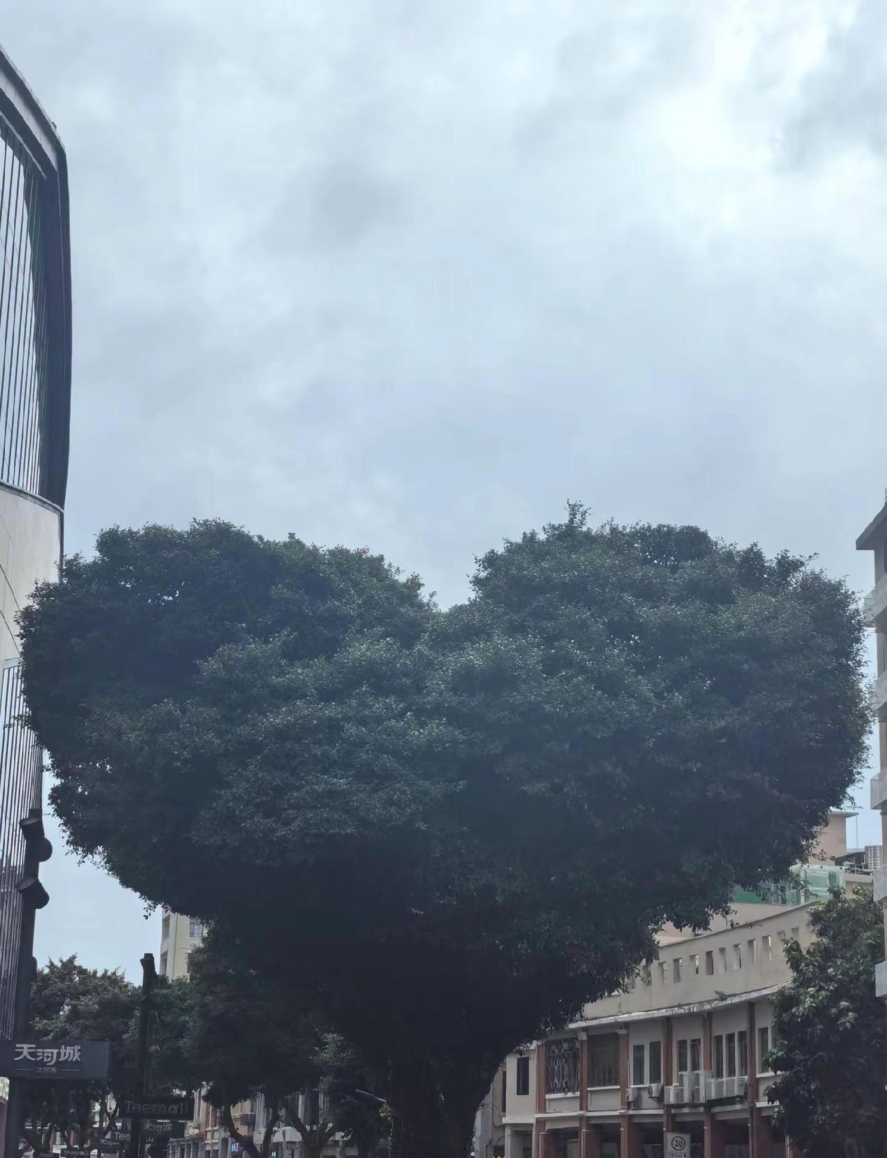 📍Guangzhou“总要来趟广州吧，看看小蛮腰，吹吹珠江的晚风，走走北京的路