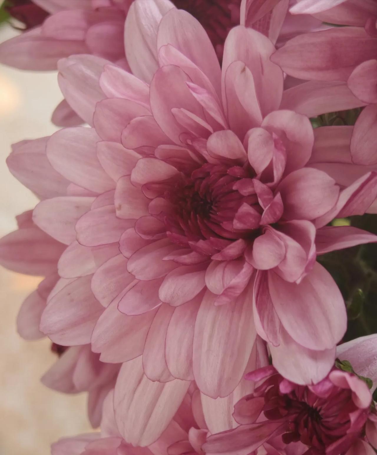 晒图笔记大赛春日里的🌺