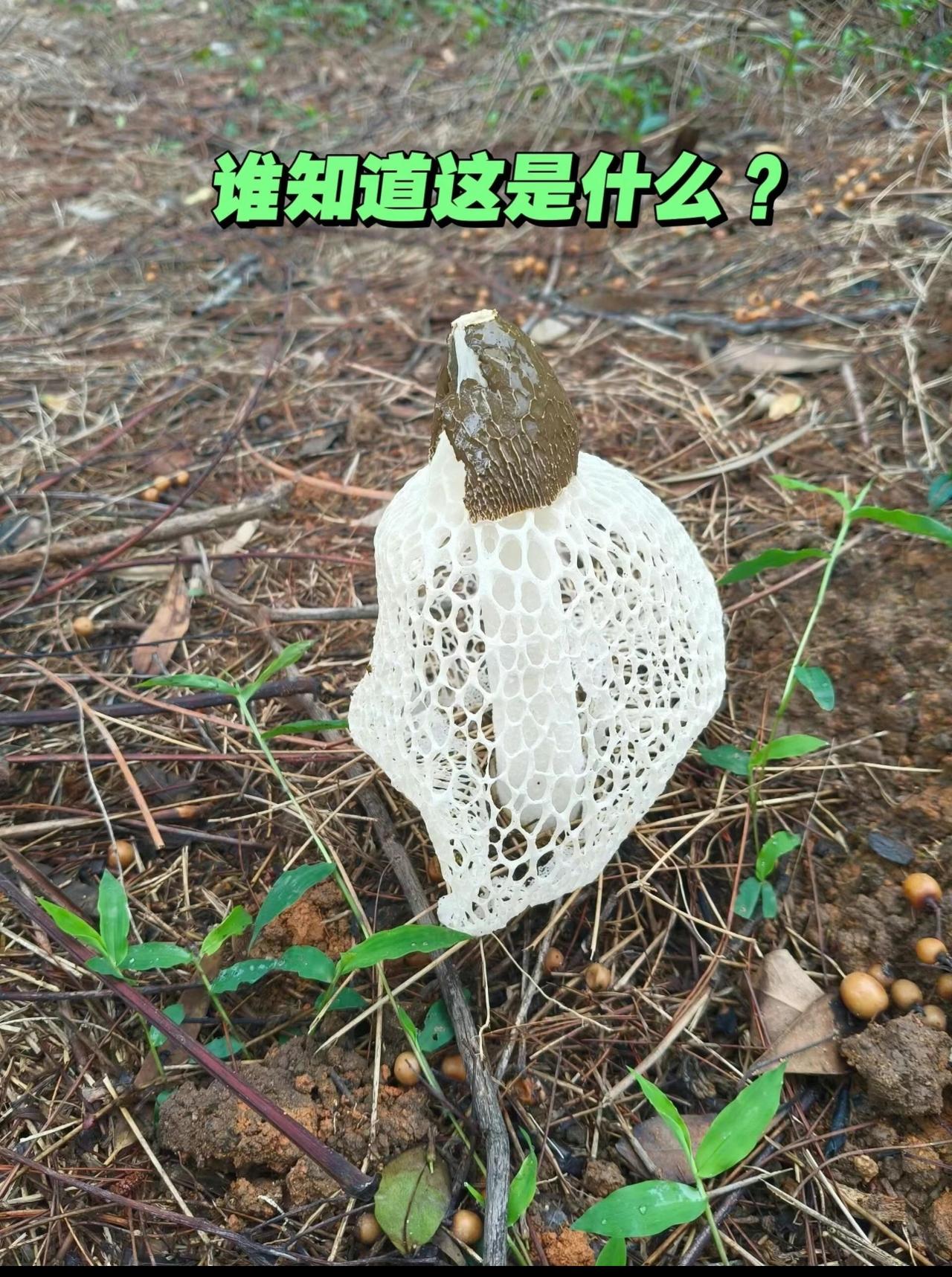 我敢说有 99% 的人不知道这个是什么？它身上还穿条裙子