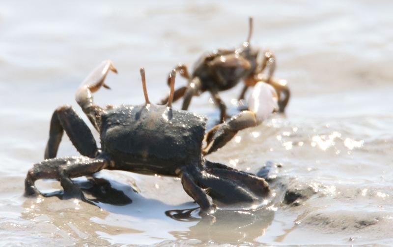 大闸蟹在欧美简直“横行霸道”。它原产中国，随着贸易和养殖进入欧美，部分逃逸后形成