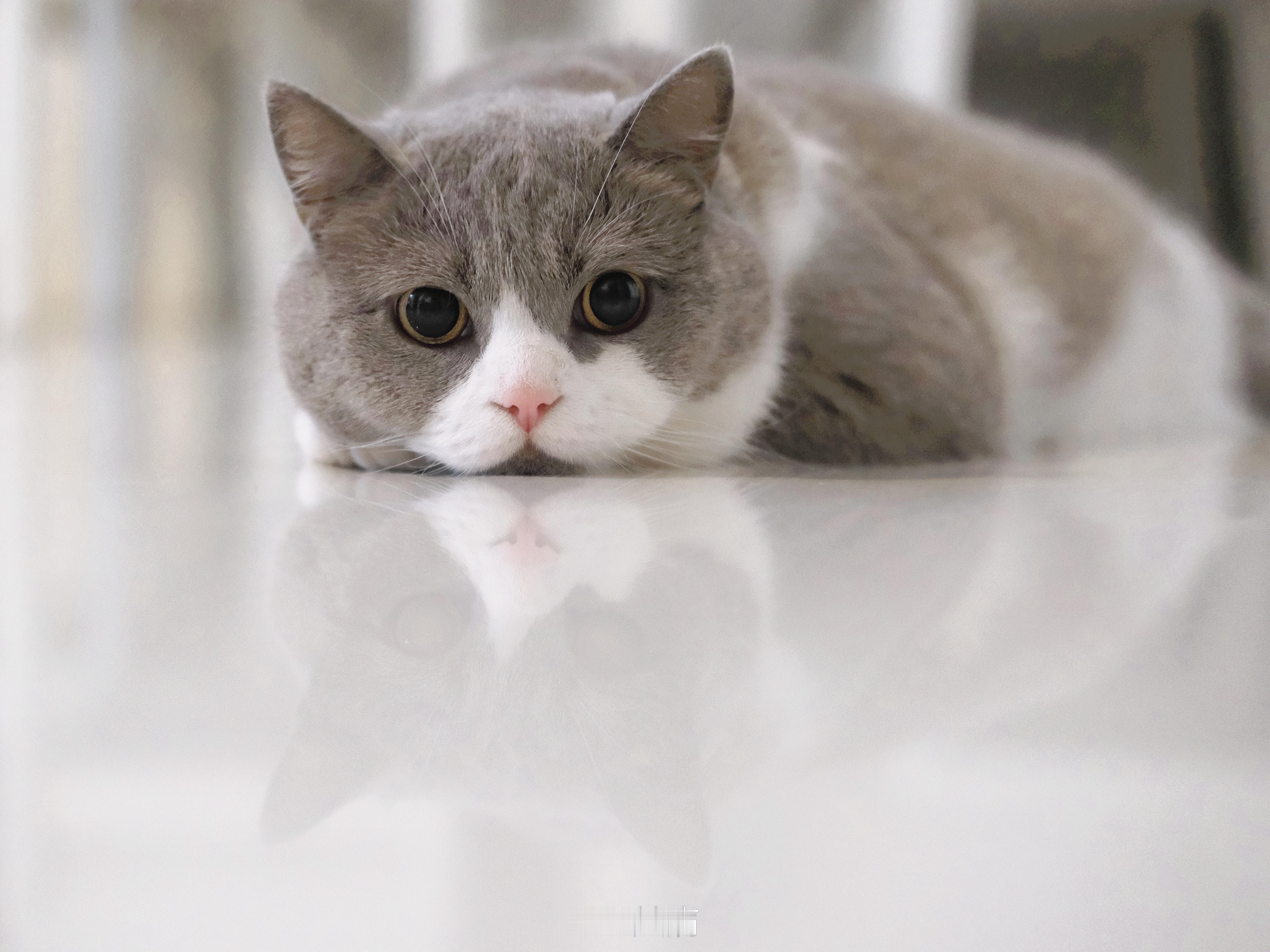 图片里面有两只猫 ​​​