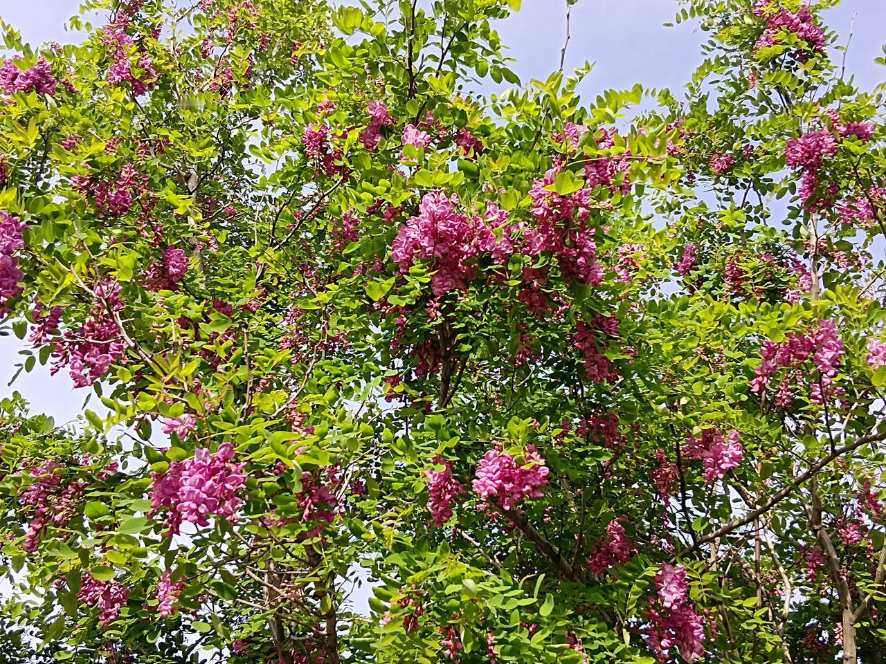 紫槐花记。说槐花之前，我们先聊聊艺术，聊艺术之前，我们可以说说哲学。人类五千年，