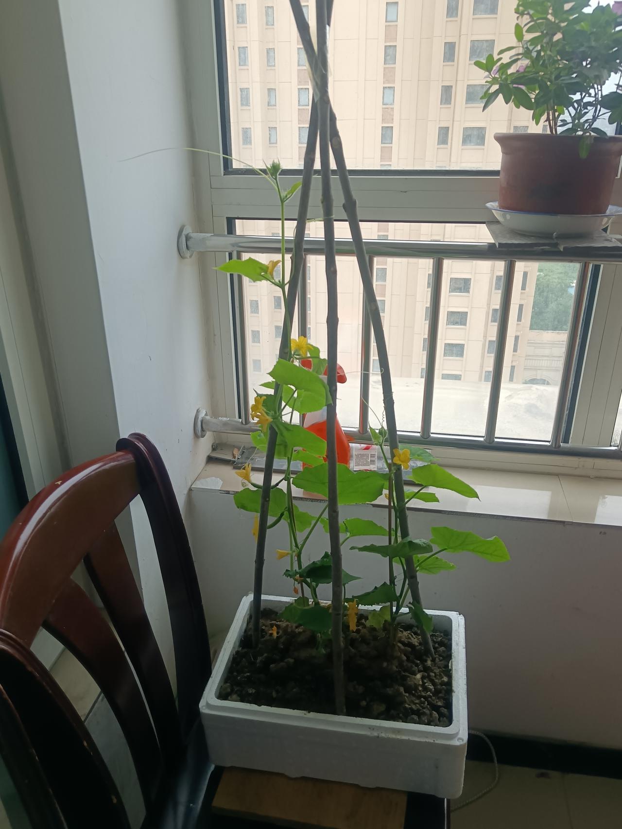晒一张你拍的树这是我在盆栽的小黄瓜，它在茁壮地成长中。