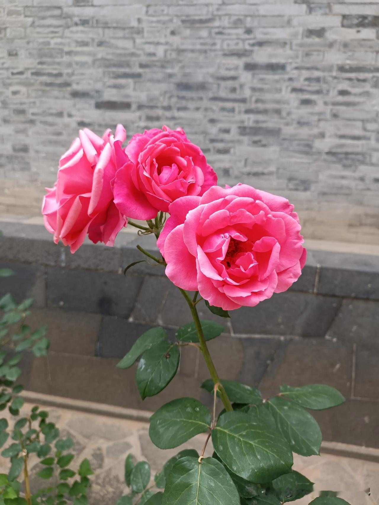 漂亮的花送给漂亮的你