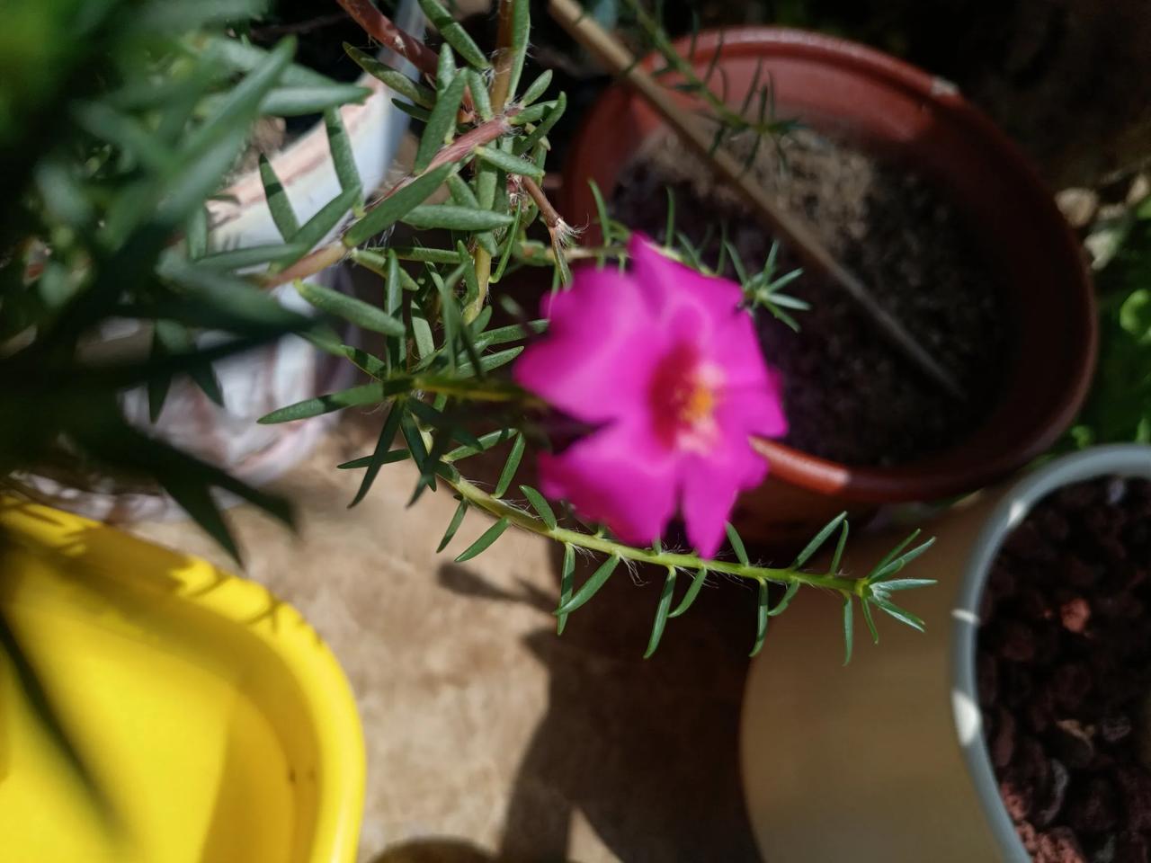 #晒晒你爱的花#