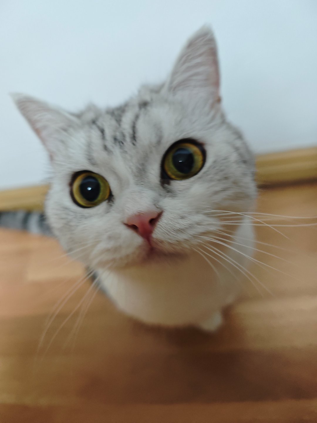 跳跳是只起司猫