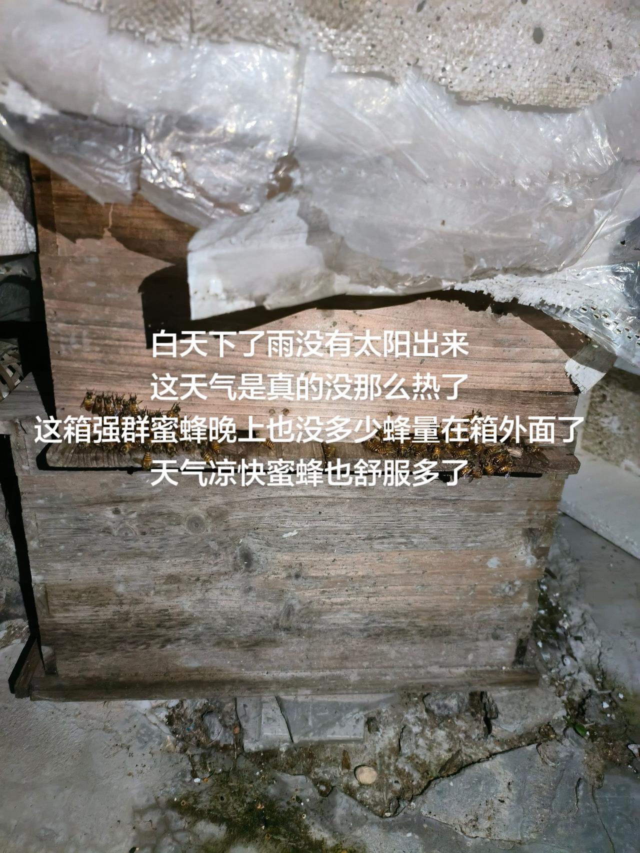 白天下了雨没有太阳出来
这天气是真的没那么热了
这箱强群蜜蜂晚上也没多少蜂量在箱