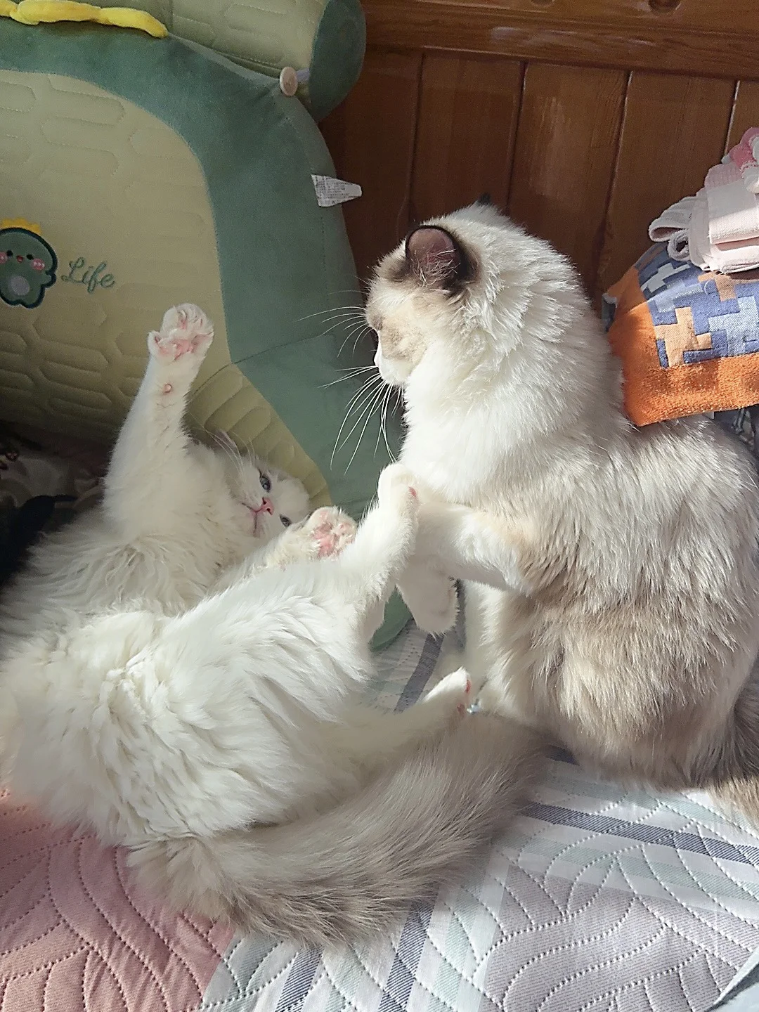 手心手背都是肉😢