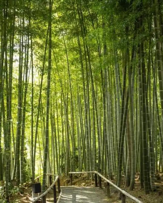 为何美国禁止种竹子，中国反而大量种植？同样是竹子，一边被美国列入“违禁名单”，明