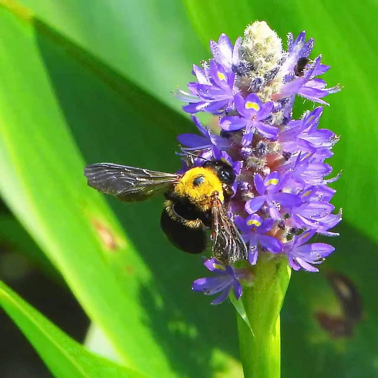 【昆虫观赏•一图一虫】黄胸木蜂， 膜翅目蜜蜂科木蜂属昆虫，体长24-26mm。（