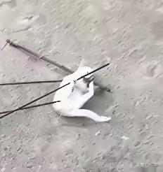 回家路上撞见这一幕，心猛地揪成一团：流浪动物也是生命，加大保护体现人类善良本性，