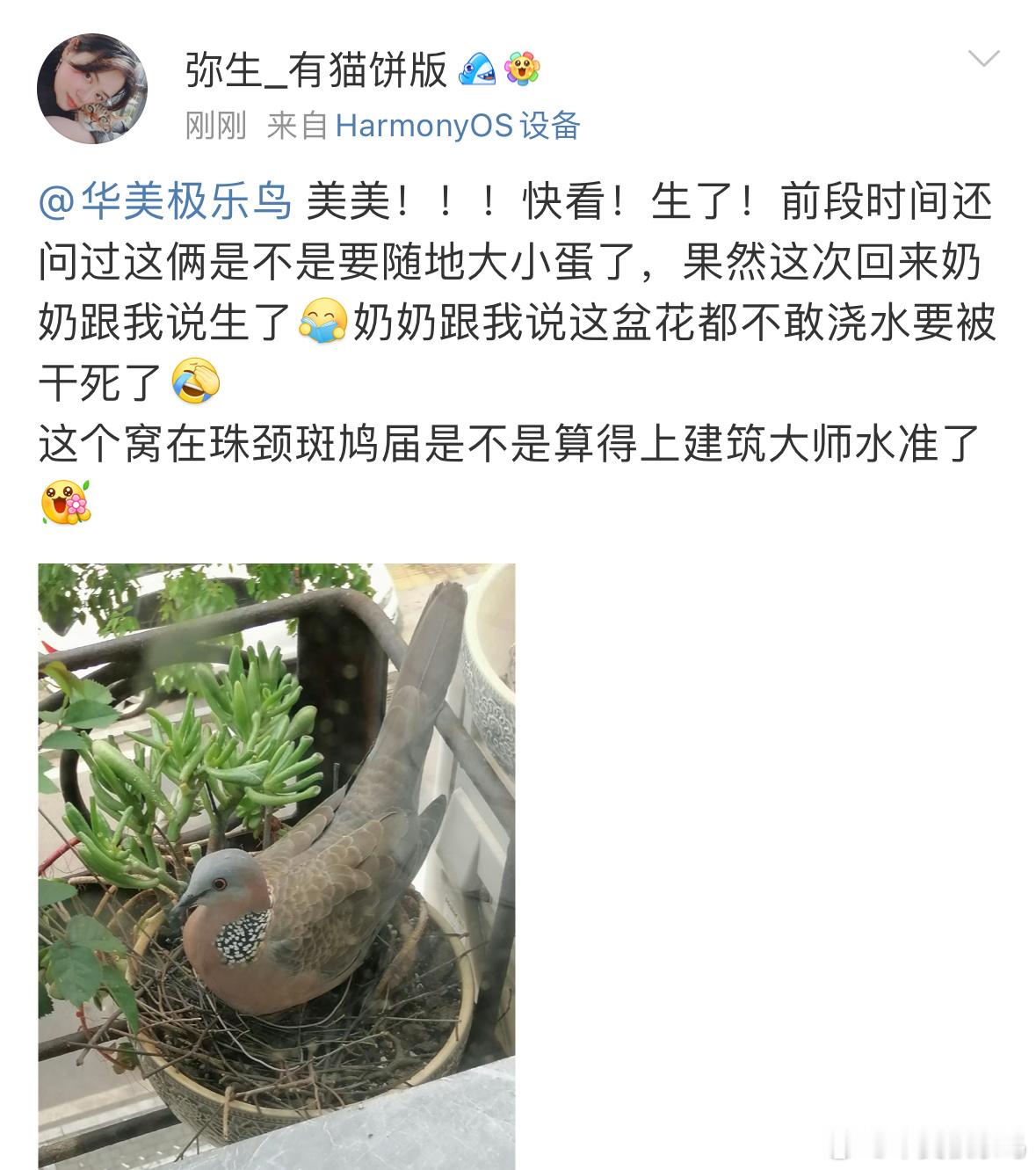 #鸟粉投稿#  霸占花盆的【珠颈斑鸠】这只咕咕脑袋好滑溜啊！（绿植危 ​​​