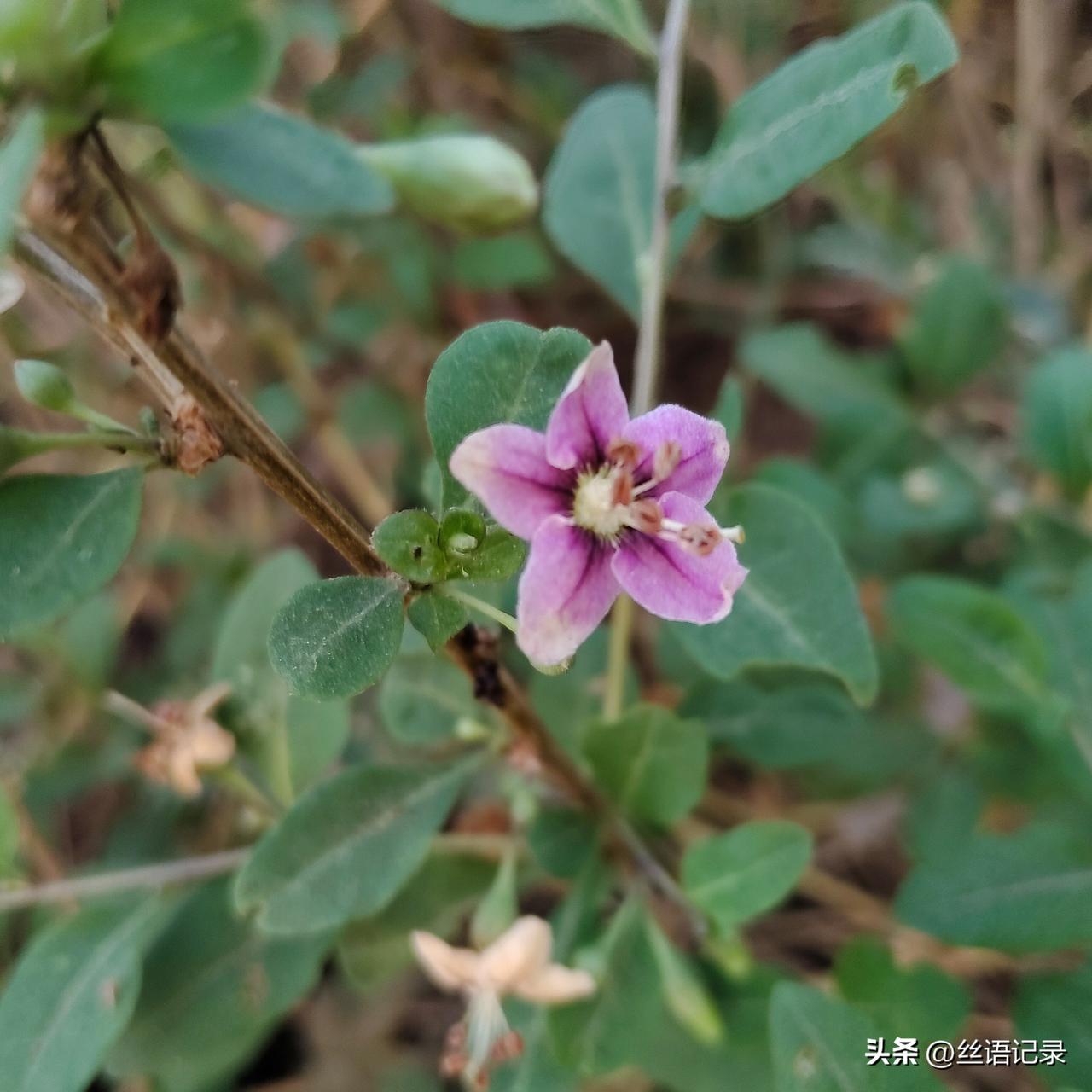 懂感恩
快乐多
心善良
活着踏实
丝语记录