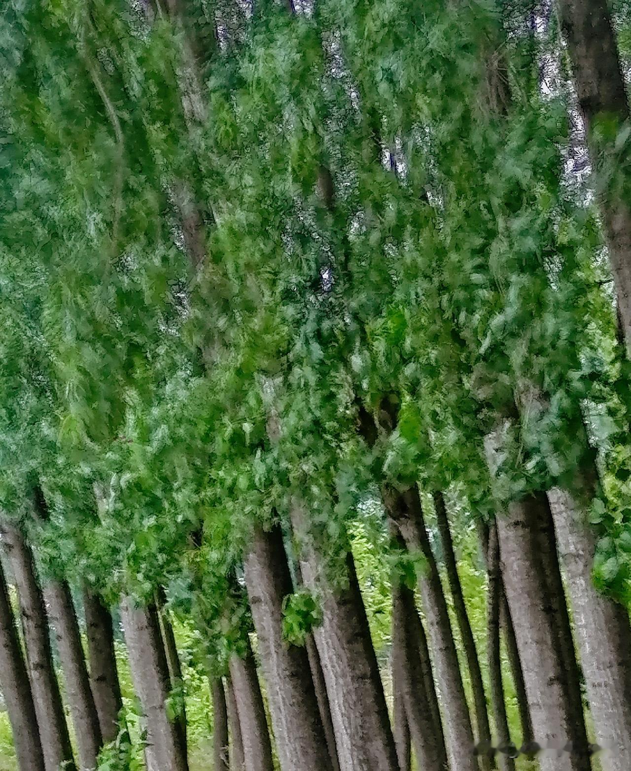 《密林（李林摄于汉中城固）》