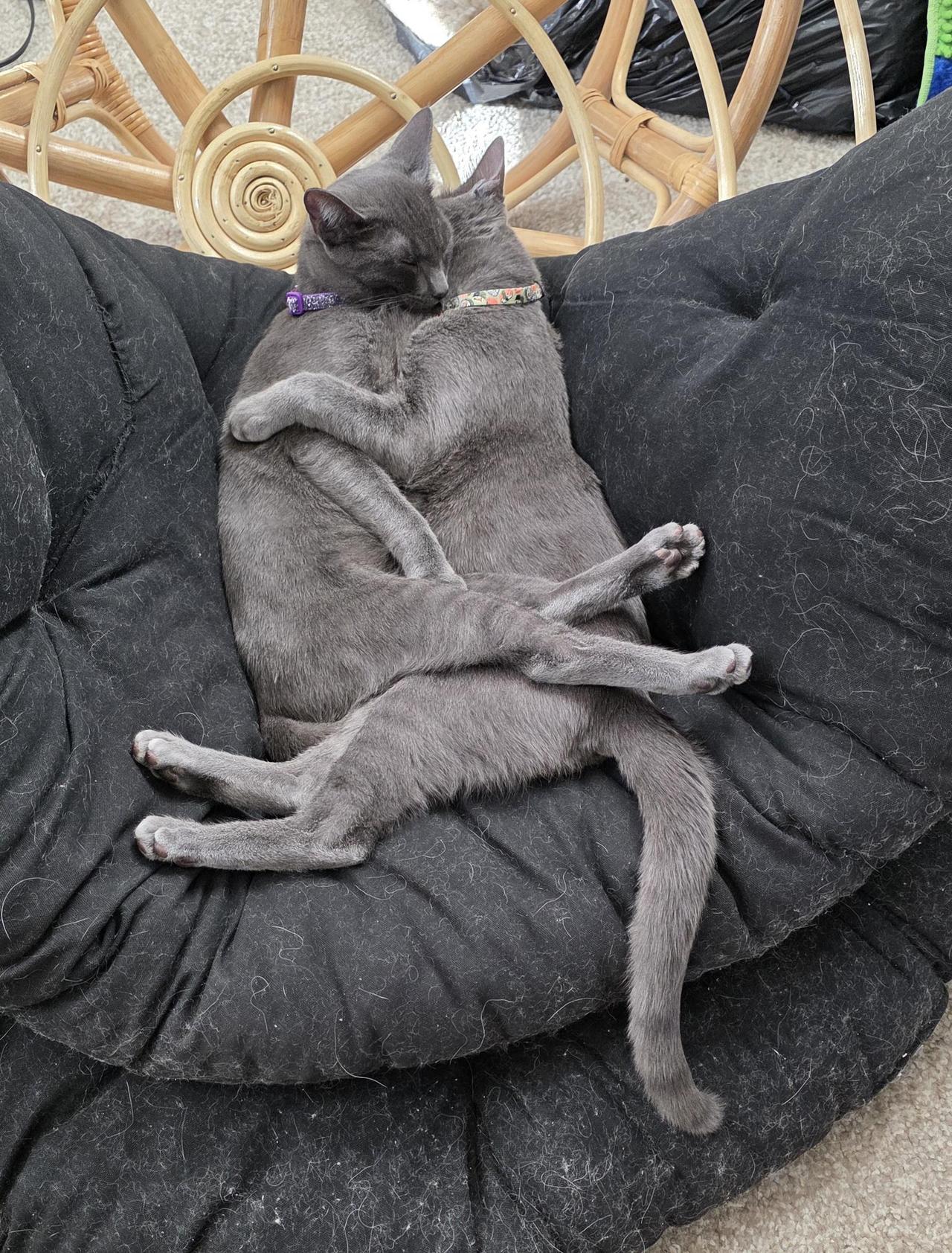 Reddit上有人收养了一对猫兄弟，确保它们永不分离。翻评论才发现，好多收养双胞