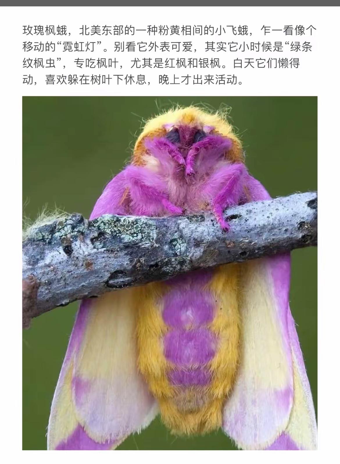 惊艳的紫色飞蛾，宛如霓虹灯般绚烂！