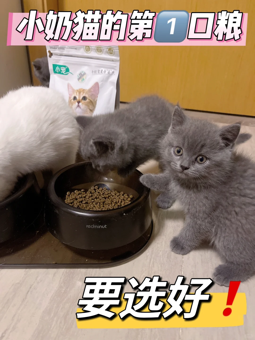 小奶猫离乳期的第1️⃣口猫粮要选好