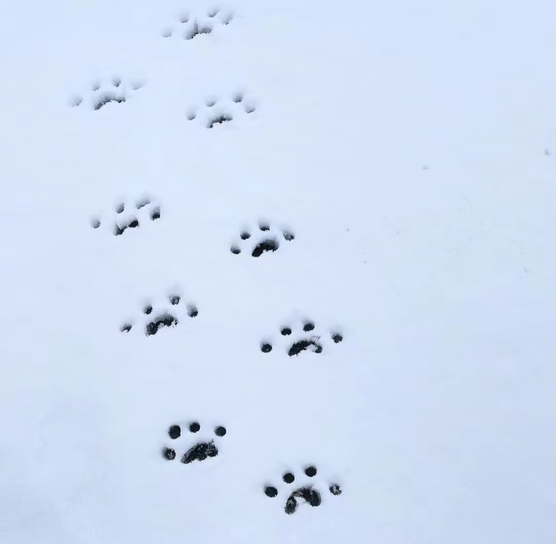 背景图🍪⌯>ωo⌯ಣ 