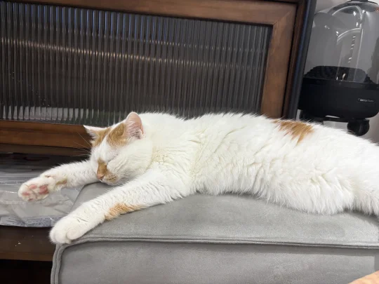 兄弟，肚子收一收了