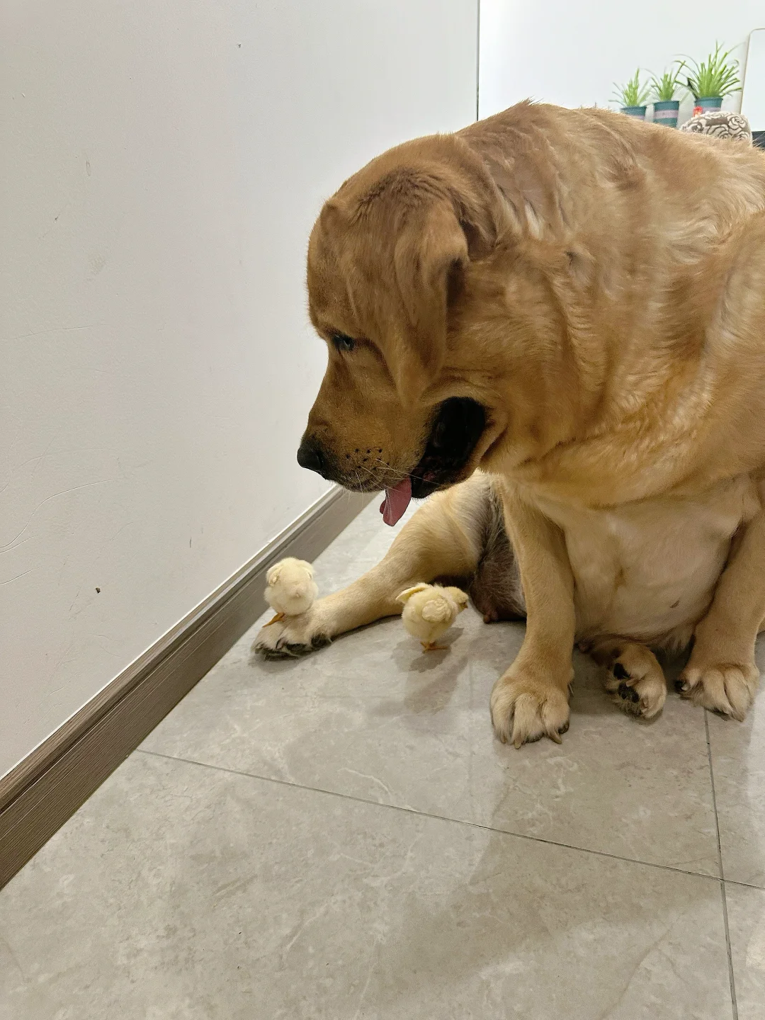 再这样发展下去，你就是名副其实的牧鸡犬了