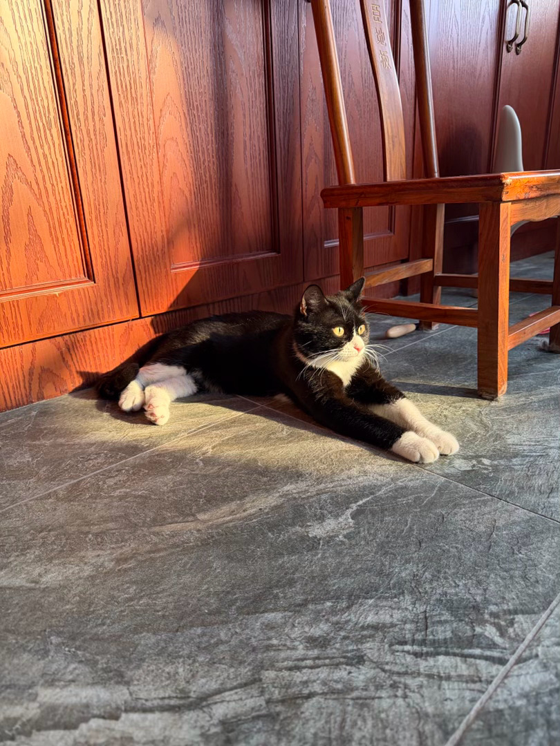 “正好沐浴在夕阳的余晖里的小奶”daily奶牛猫奶粉投稿
