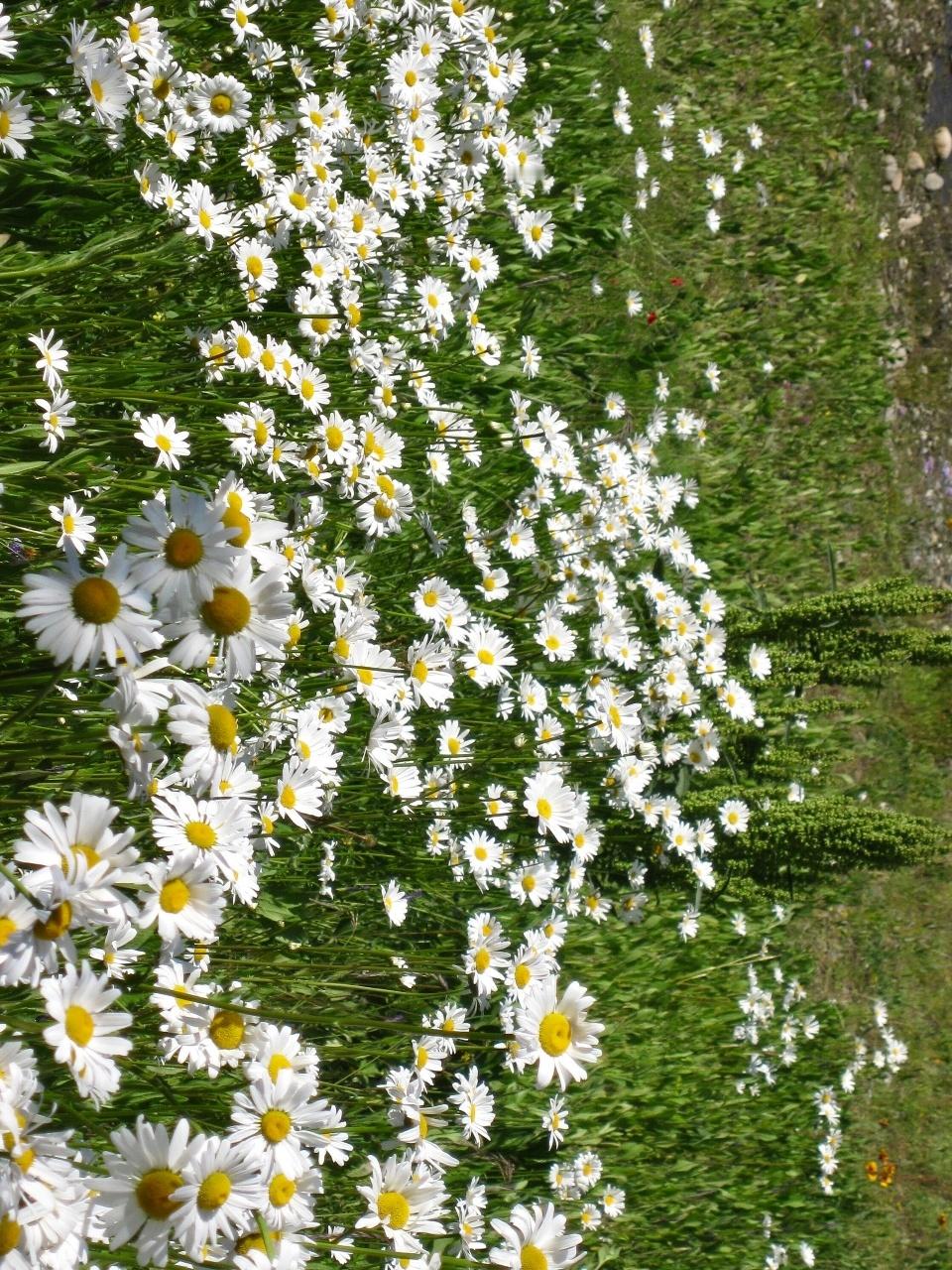肆意享受｜大自然使我平静又幸福🌾记录春日浪漫 出太阳后的天气超级舒服晒黑完全不