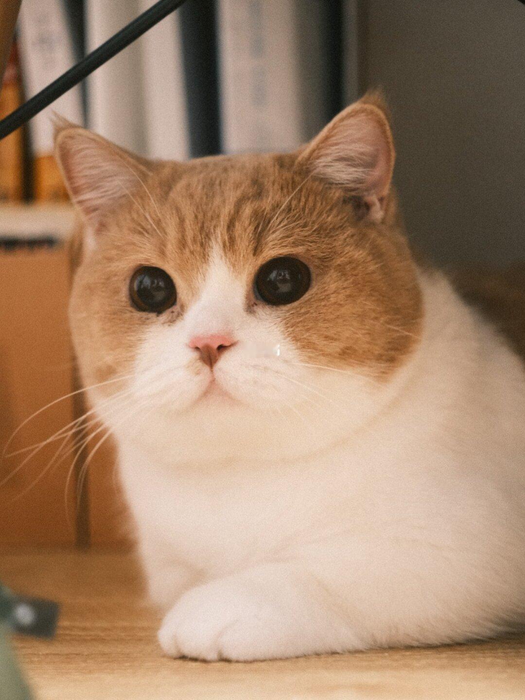 来一波高清小猪咪糕子
