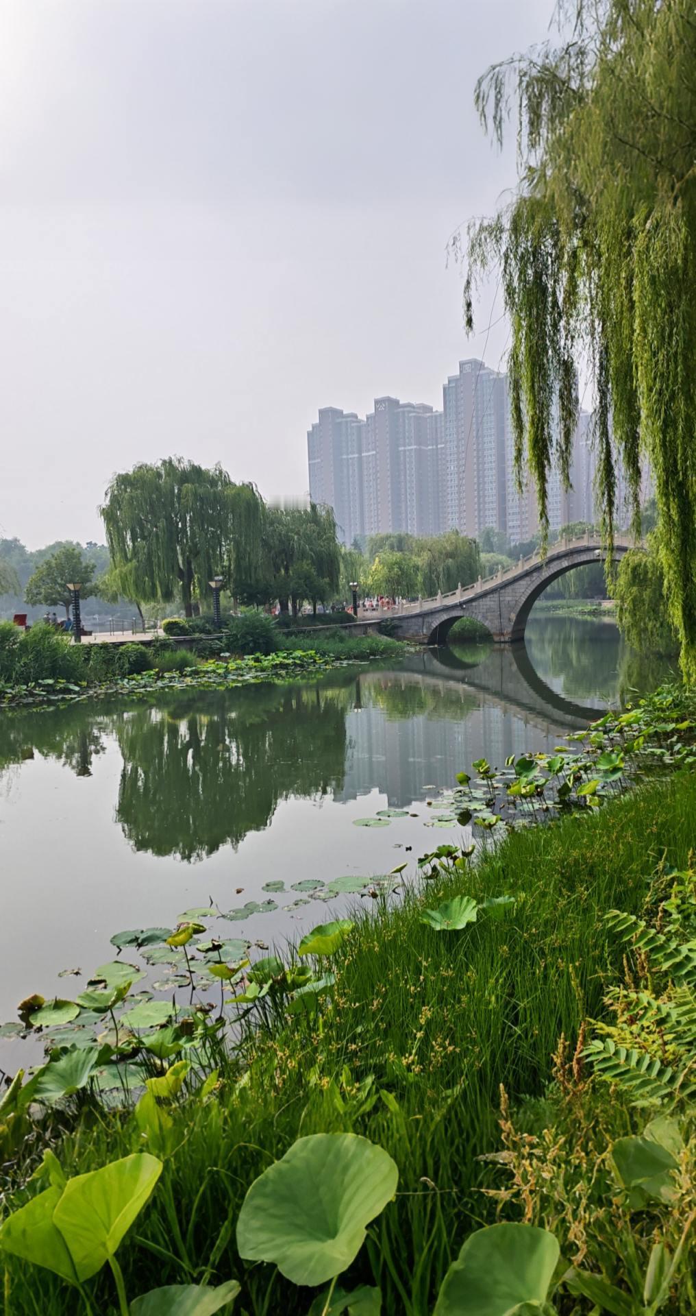 想念，老家的秋日，还是一如既往的美！AI扩图 公园 柳树 垂柳