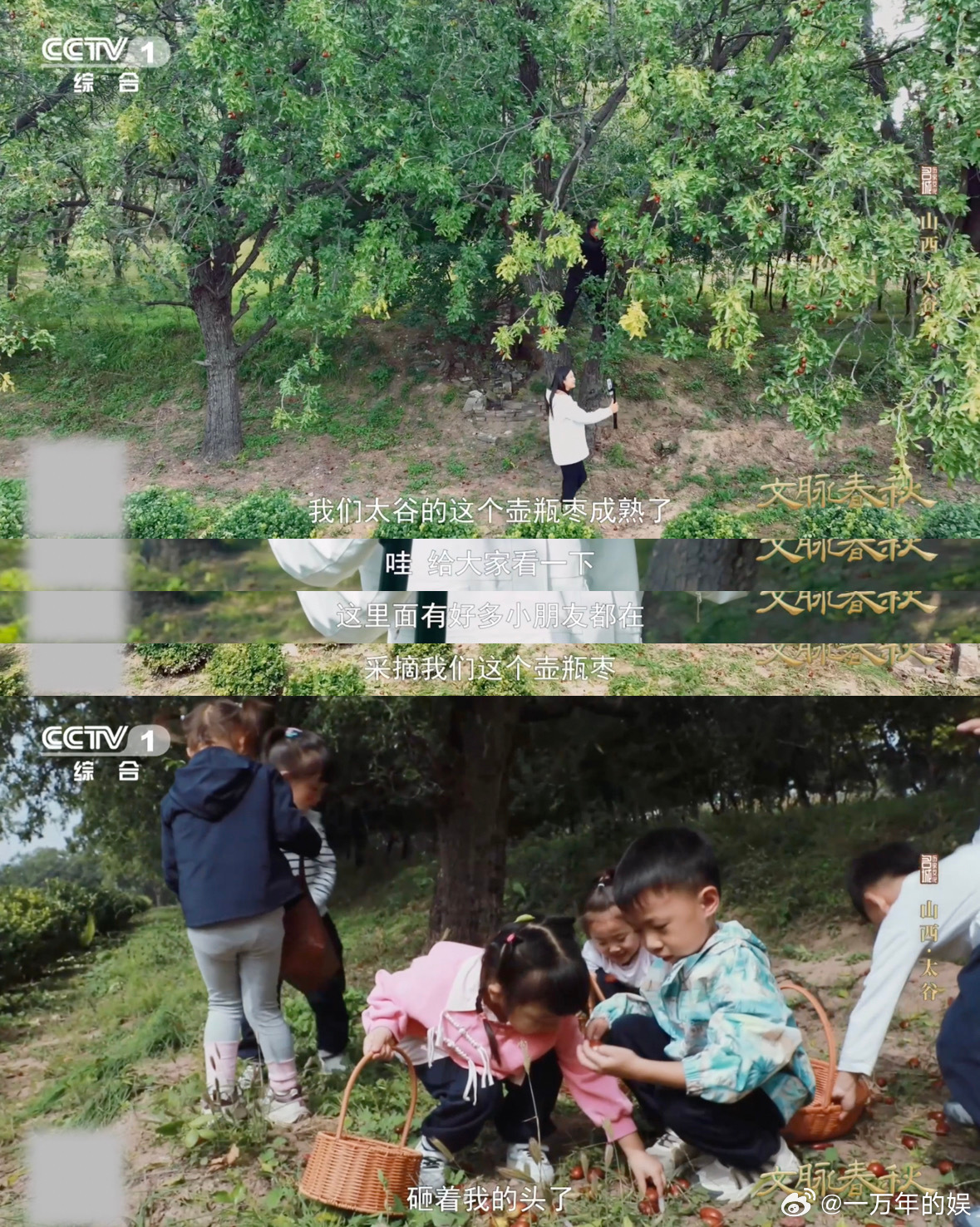 这颗枣在山西甜了千年千年古树至今仍在挂果 千年风雨掠过枝头，壶瓶枣的甜从未褪色。