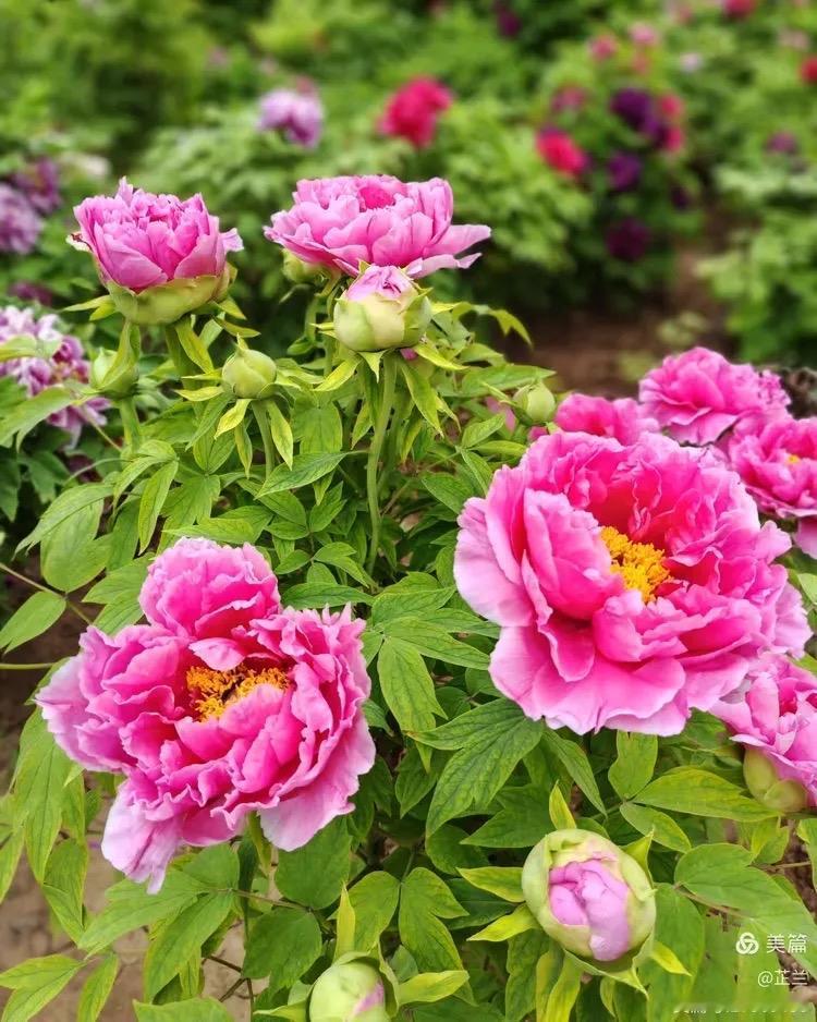 画堂春 · 牡丹

春风荡漾沐晴阳，雍容华贵花王。万株齐放绕长廊，国色天香。
