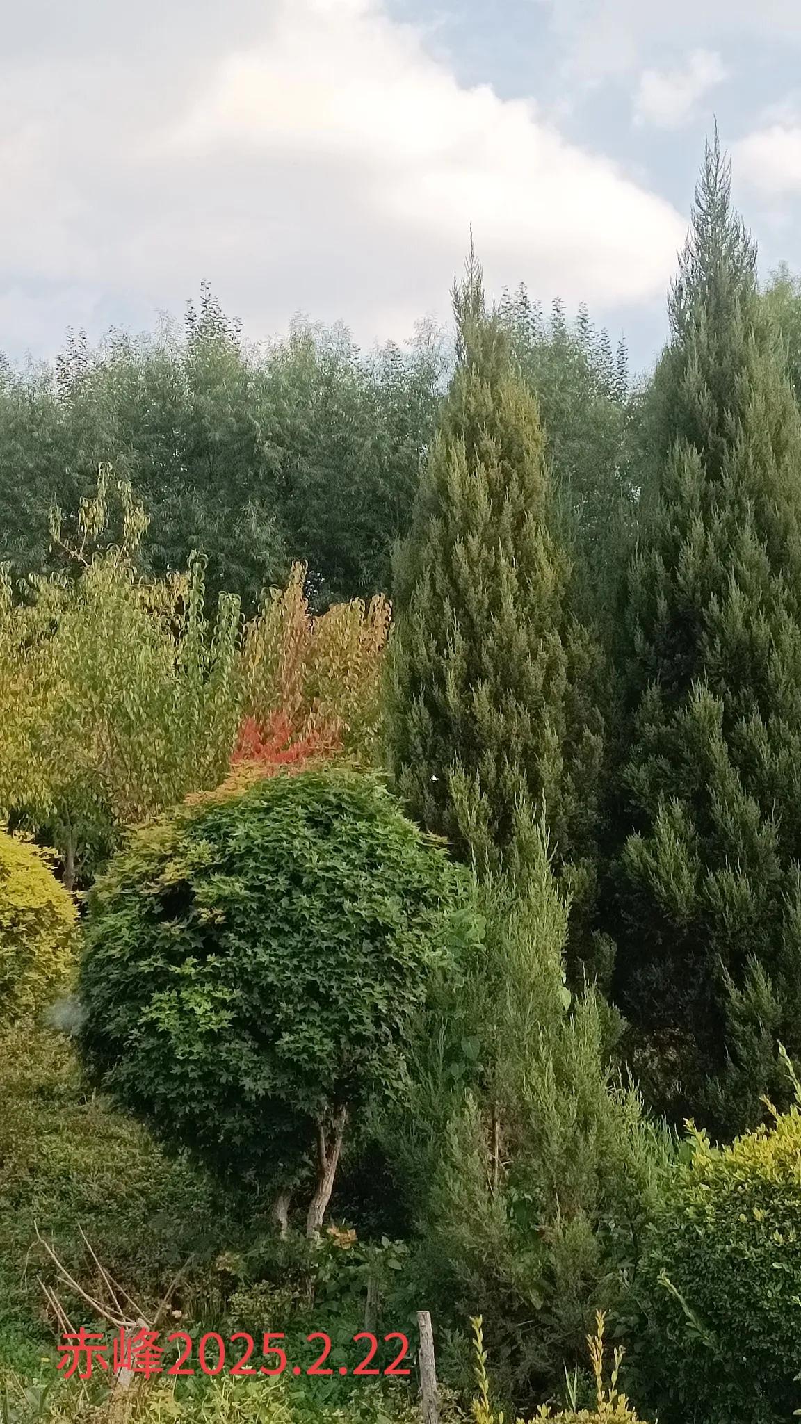 展示你拍的树木照片随手一拍，公园树木。