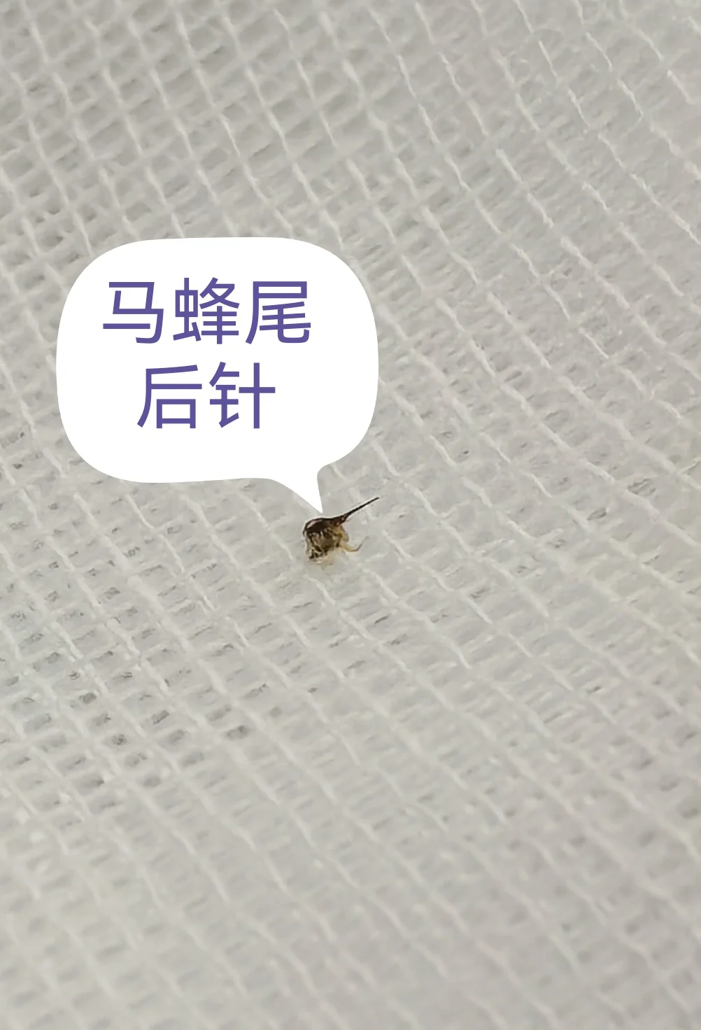 马蜂的尾刺，大家见过吗？