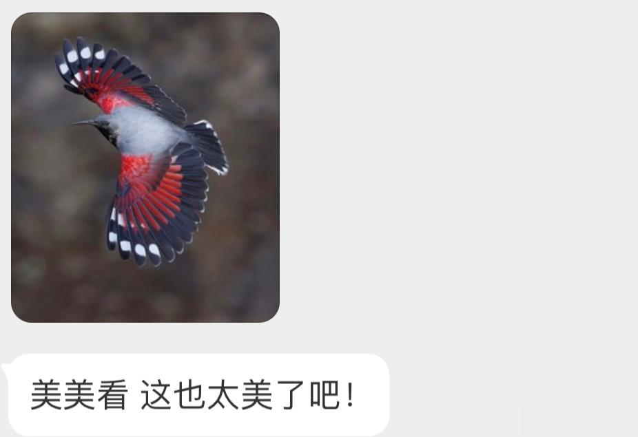 飞起来像蝴蝶的【红翅旋壁雀】 ​​​
